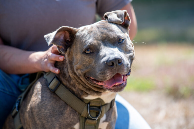 Celebrate International Dog Day with Papa King, a gray mixed breed dog who's looking towards the camera.