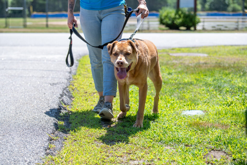Ollie wants to be your best friend, and loves going for walks outsidelike he is here!