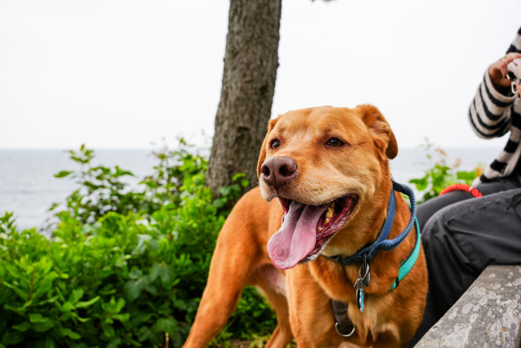 Ollie wants to be your best friend, and loves going on adventures like he is seen here enjoying time on the coast.