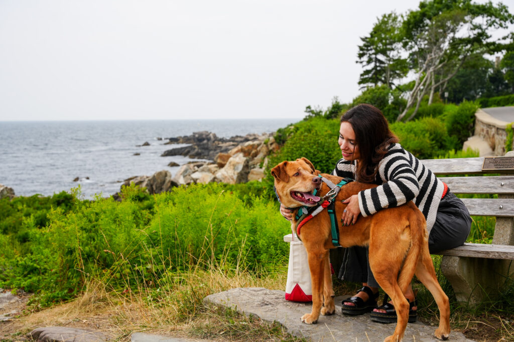 Ollie wants to be your best friend and love sharing his affection like he is here with someone seated on a bench.