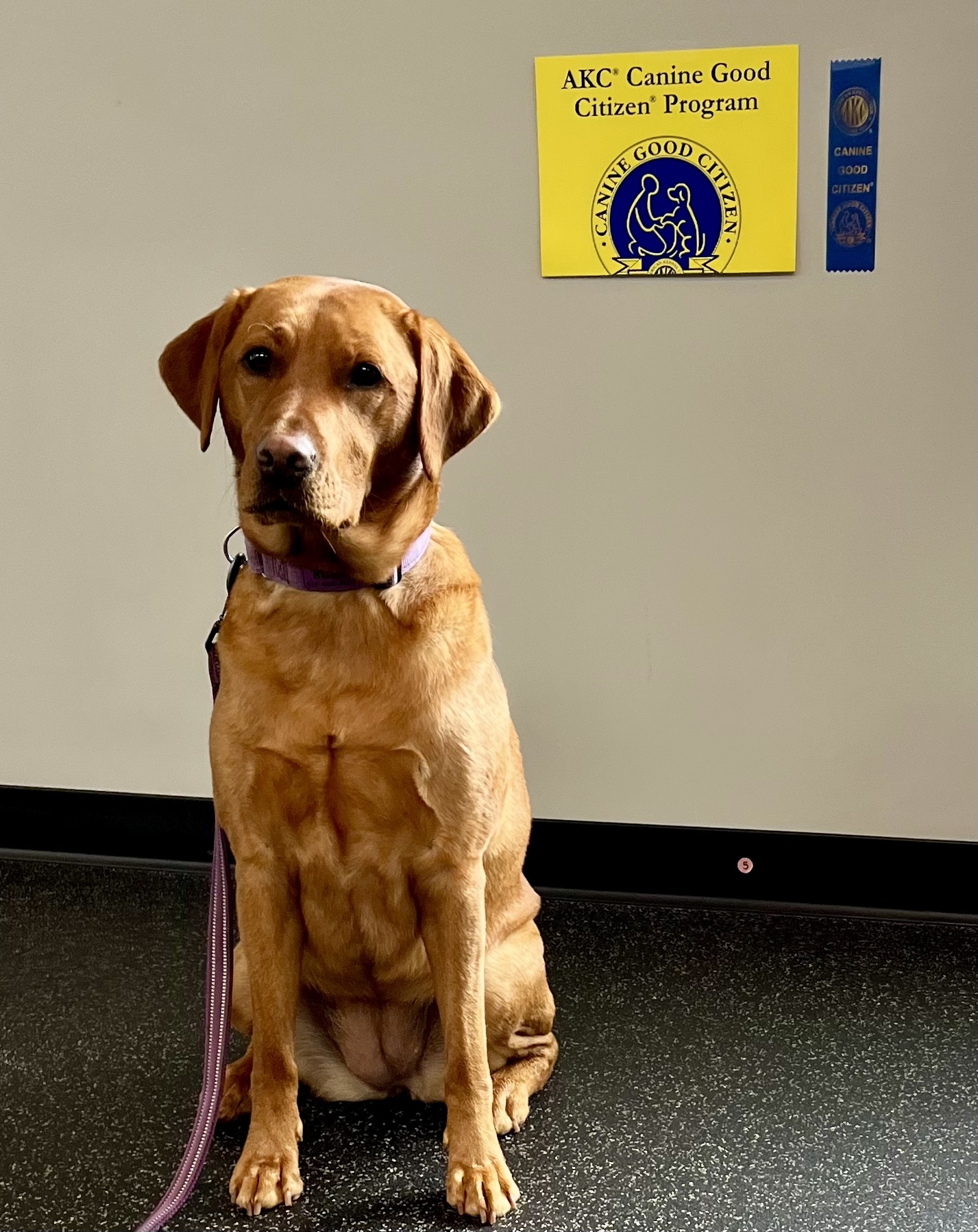 A golden dog sitting in front of a Canine Good Citizen poster.