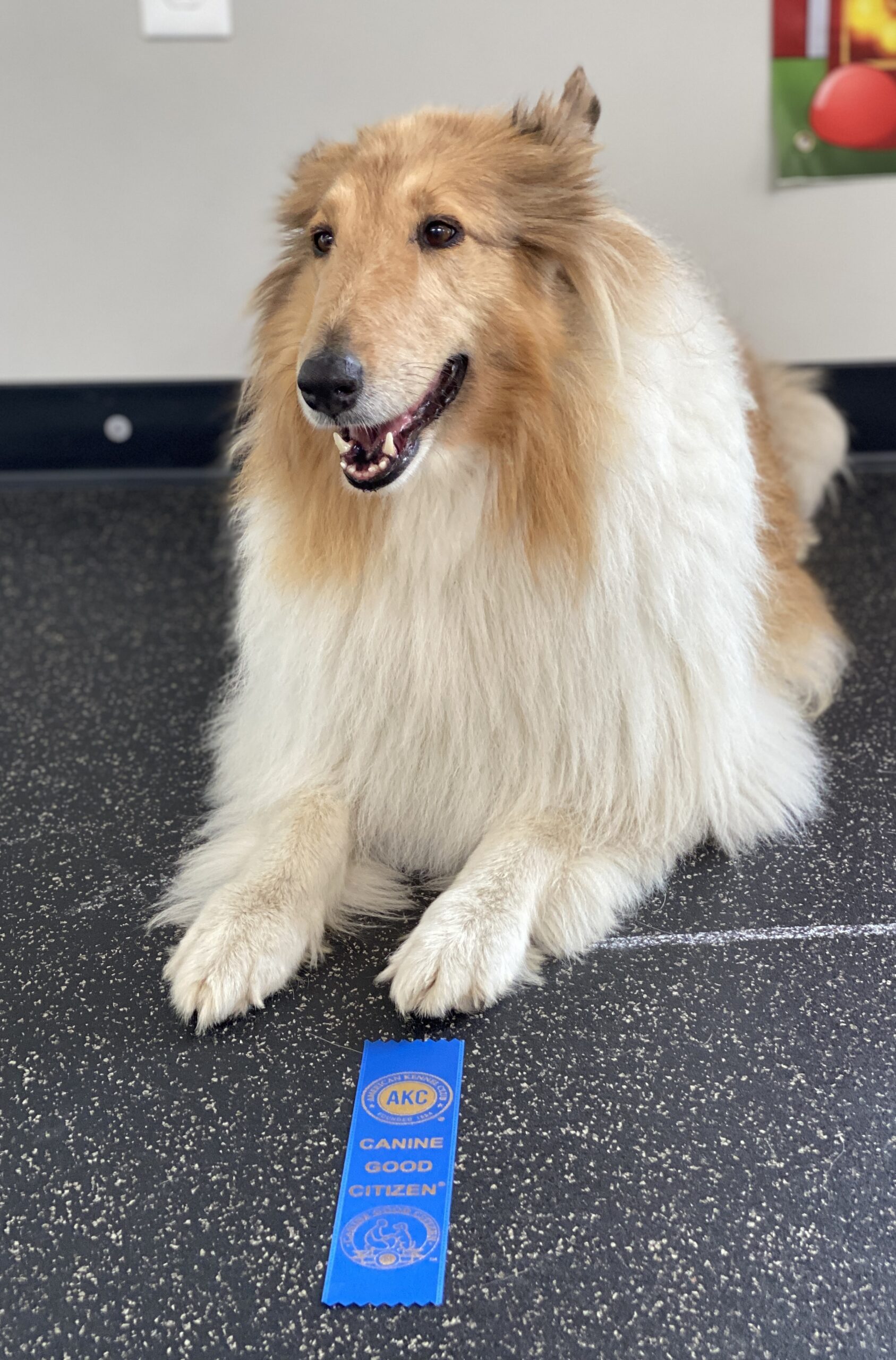 A fluffy brown and white dog sitting with it's Canine Good Citizen ribbon