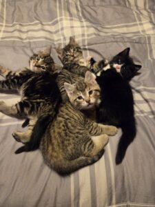 A litter of kittens laying on a blanket provided by one of our kitten fosters.