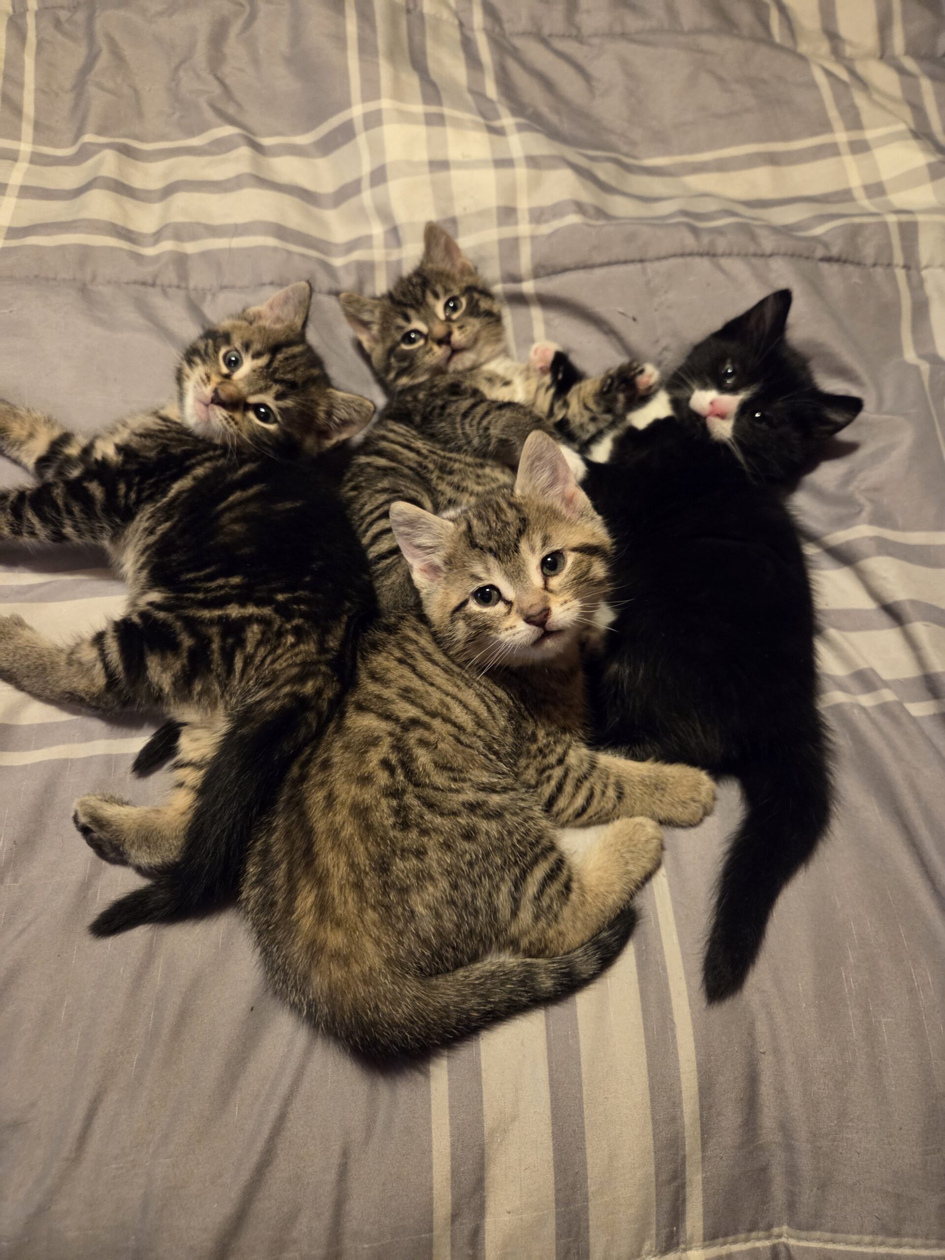 Celebrating our Kitten Fosters