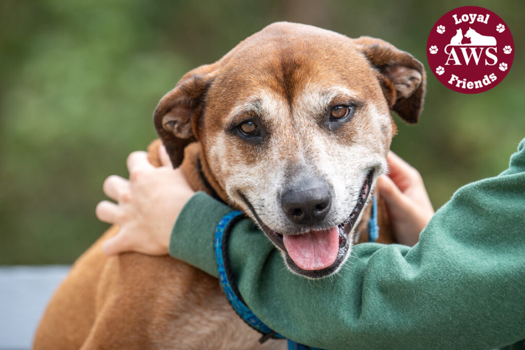 As a monthly donor, you are known as a Loyal Friend at AWS for continuing to support the animals of our community.