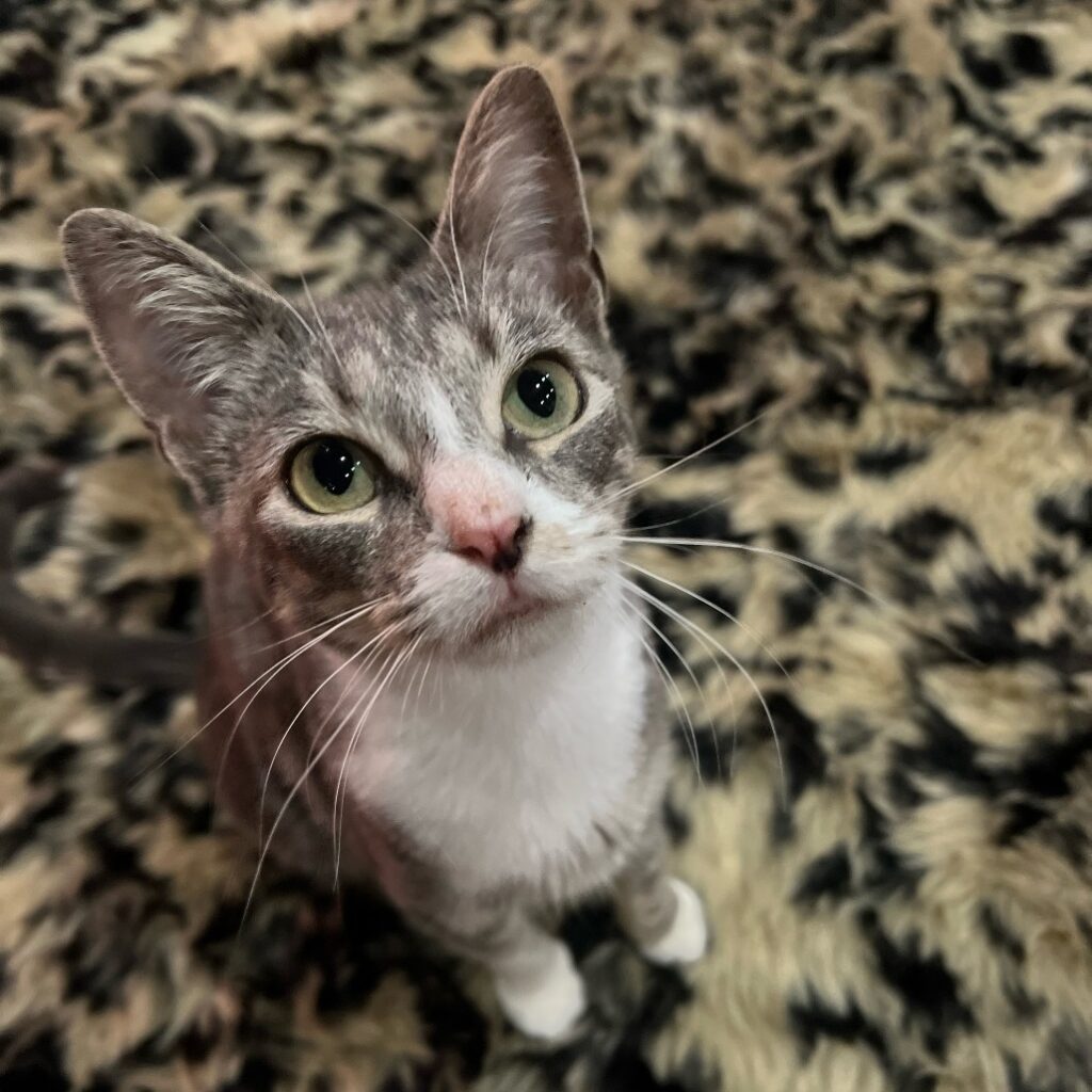 Perfect Cloud, a grey and white female cat at the Glitter Box!