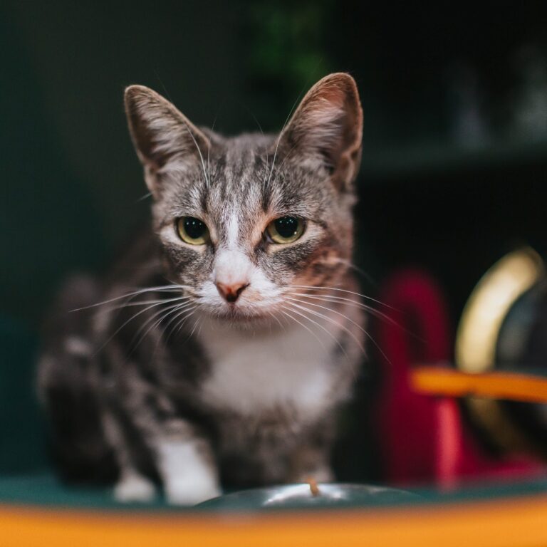 Perfect Cloud, a grey and white female cat at the Glitter Box!