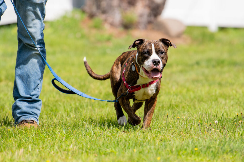 Learning a reliable recall is important for off-leash and on-leash activity,