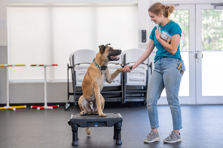 An ACT cue's a dog to give their paw and they do.