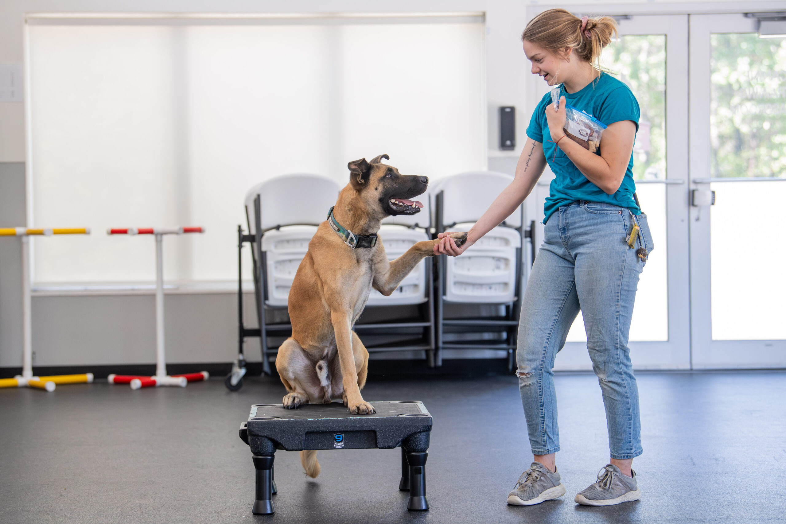 How to Introduce a Cue to Your Dog