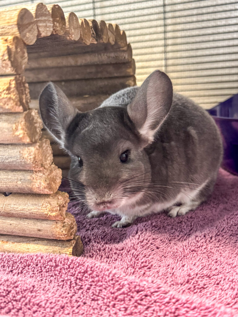 Aiesha the chinchilla looks at the camera.