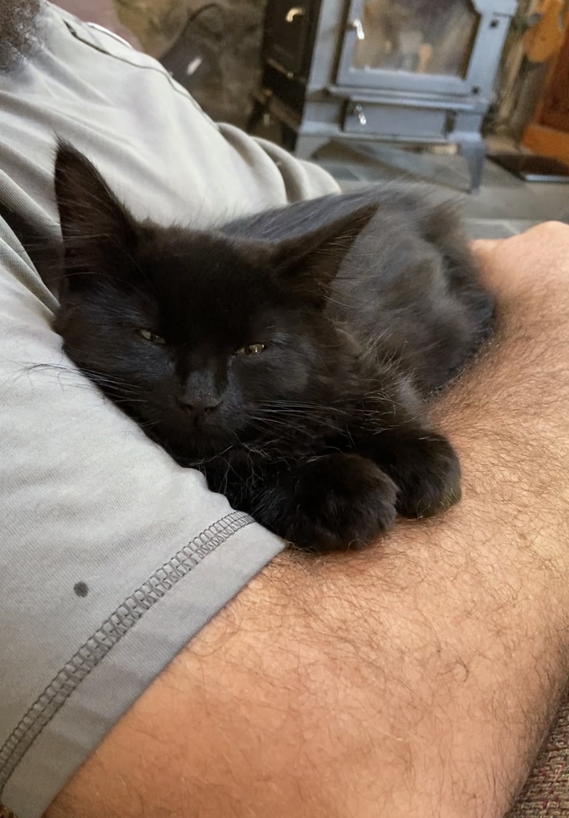 Maple Butter now Ozzie