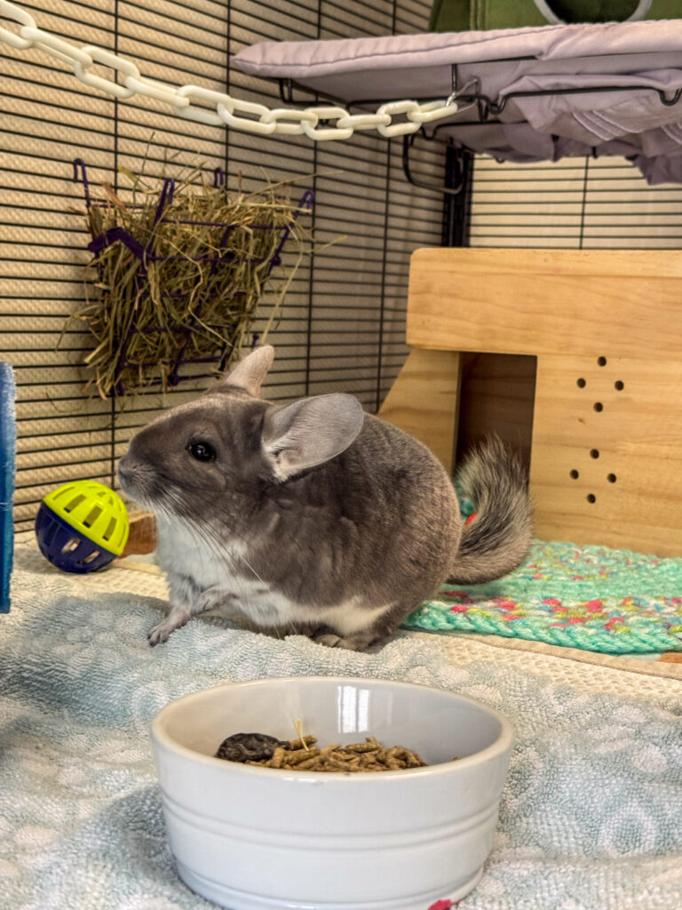 Aiesha the chinchilla plays with a ball with a bell in it.