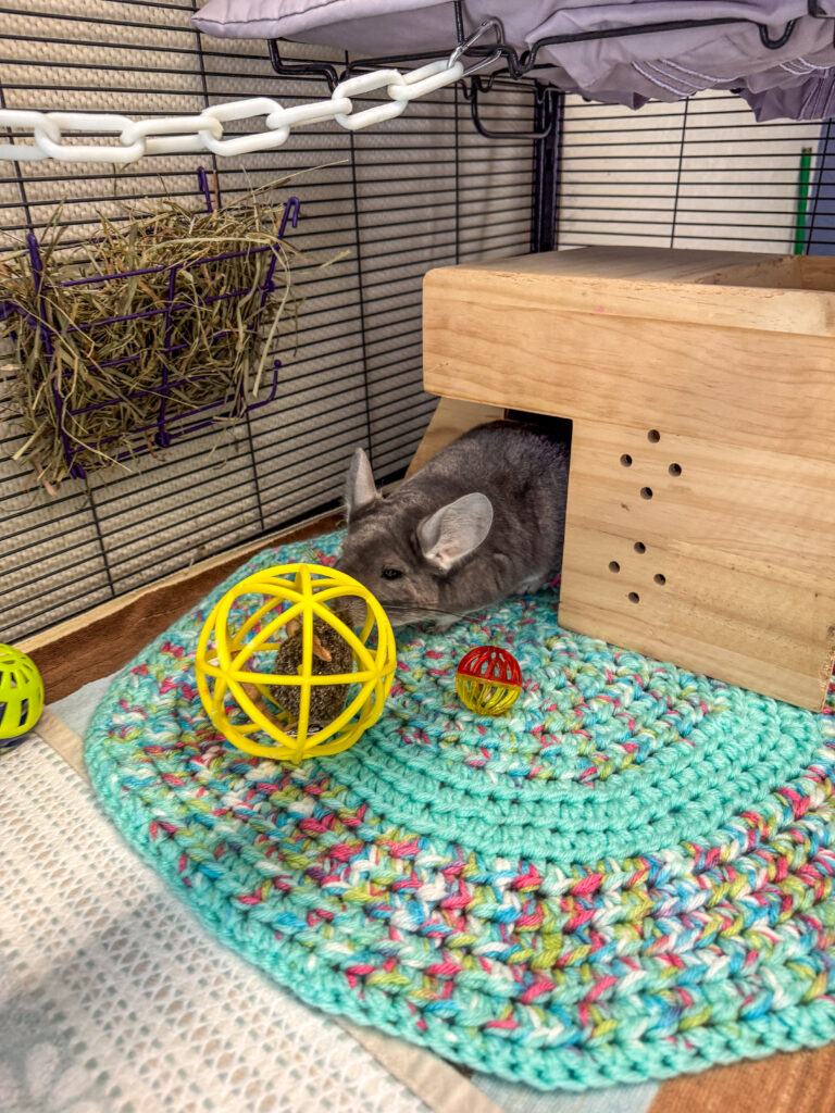 Aiesha the chinchilla sniffs a toy.