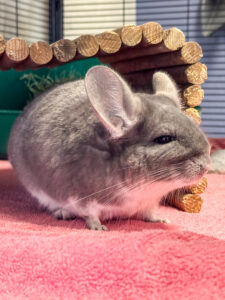 Aiesha, the chinchilla, sits in her enclosure and sniffs.