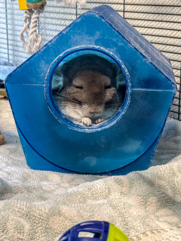 Aiesha the chinchilla perches in her dust bath.