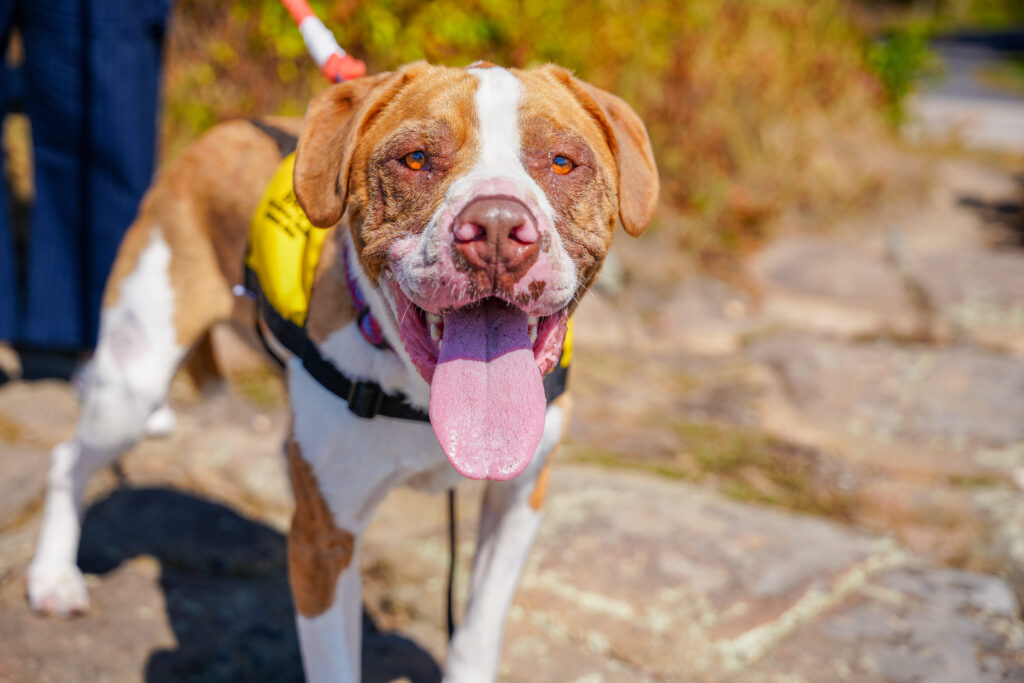 Fall for Bluto, this adorable guy who's pictured close up smiling with his tongue out.