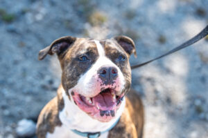 A close up of Daisy sitting for one of her favorite things, a treat.