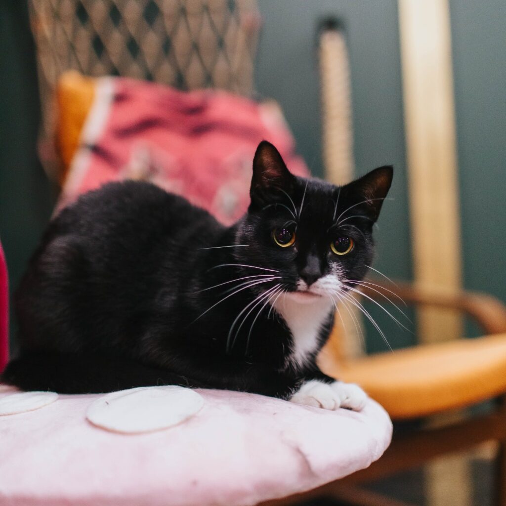 Ari the cat, a Glitter Box alum, sitting on a chair.