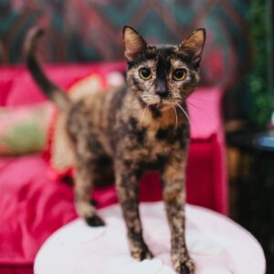 Cookie Dough, a Glitter Box alum, standing on a chair.