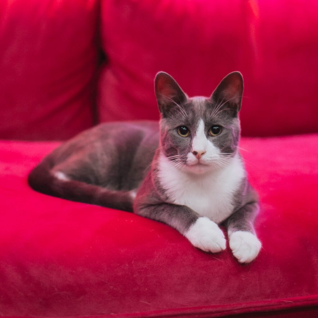 Aaron, a Glitter Box alum, sitting on a couch.