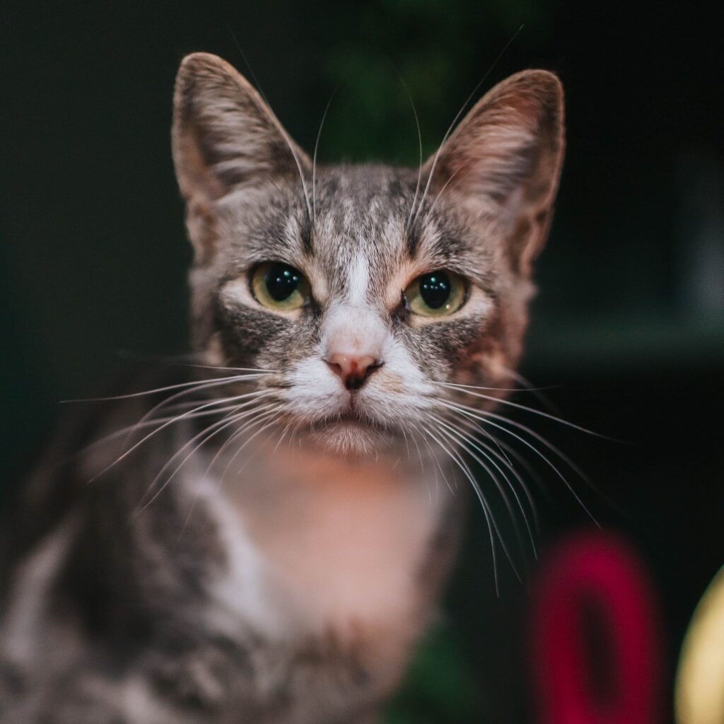 A close up of Perfect Cloud the cat, a Glitter Box alum.