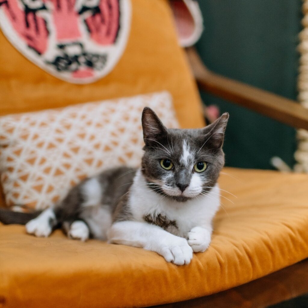 A Glitter Box alum sits on an orange chair.