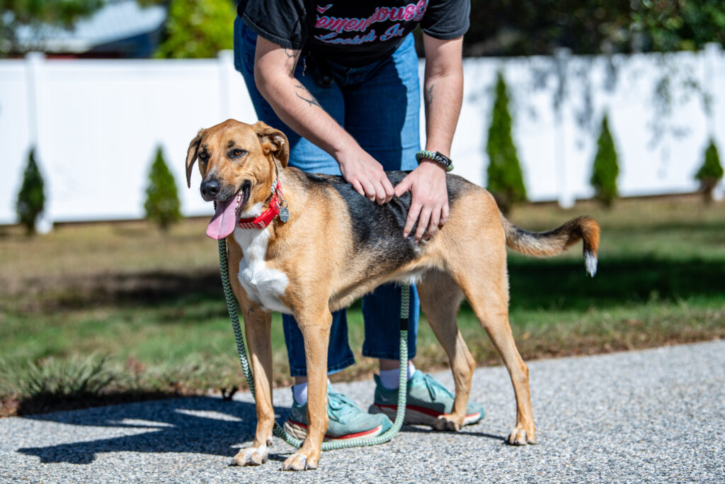 Celebrate National Coffee Day with Mocha the dog, pictured getting pets from a person standing in a road.