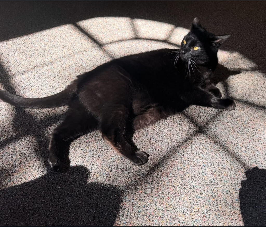 Lucki, one of the AWS and Kennebunk Free Library Alums.