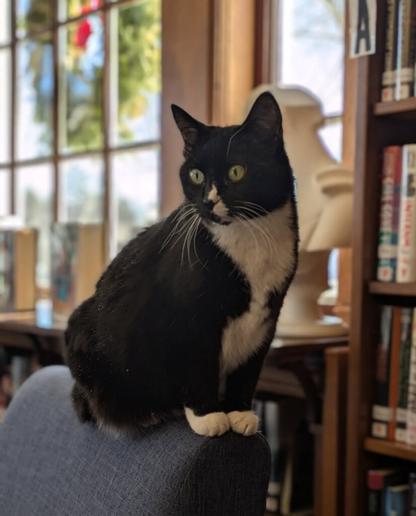 Kitty, one of the AWS and Kennebunk Free Library Alums.