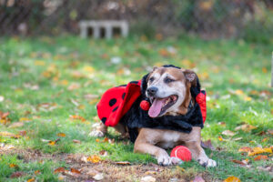 Eddie the dog dressed in a ladybug costume laying on the ground with a ball, celebrating the week of Eddie.