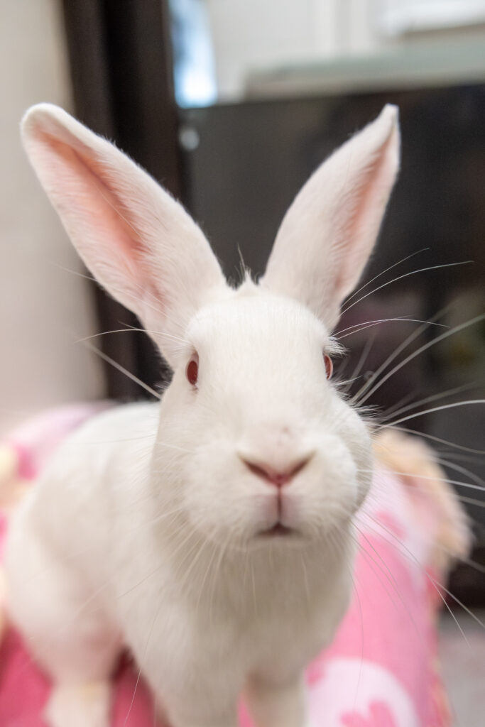 Fluff, the white rabbit who's telling you the five reasons rabbits make perfect pets, sniffs the camera close up.