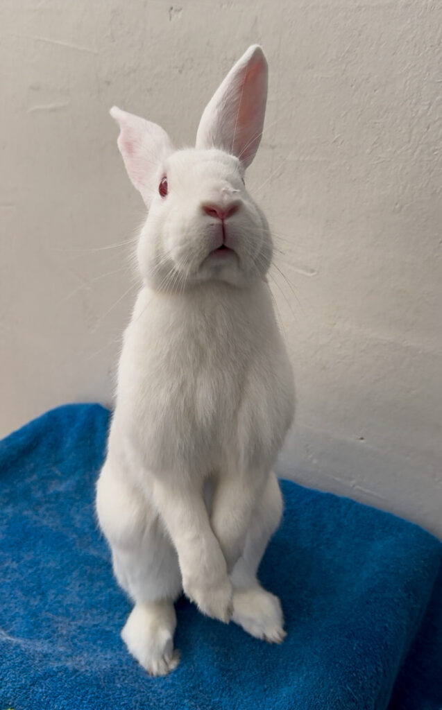 Fluff, the white rabbit who's telling you the five reasons rabbits make perfect pets, stands straight up.