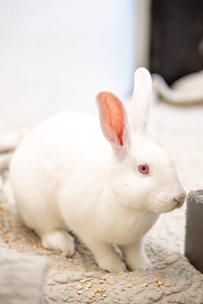 Fluff, the white rabbit who's telling you the five reasons rabbits make perfect pets, close up.