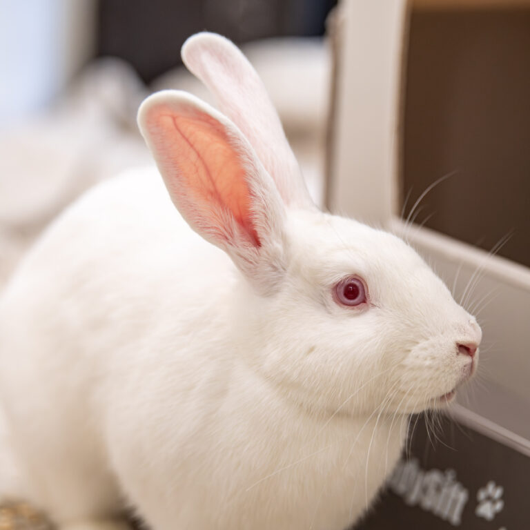 Fluff, the white rabbit who's telling you the five reasons rabbits make perfect pets, close up.