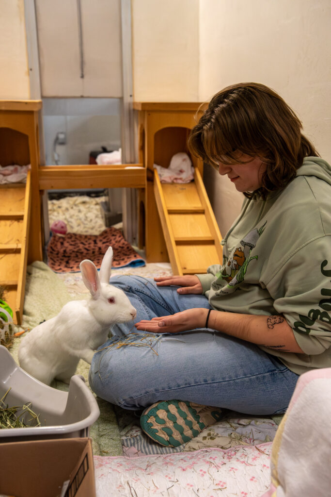 Fluff, the white rabbit who's telling you the five reasons rabbits make perfect pets, sniffs an AWS staff members hand.