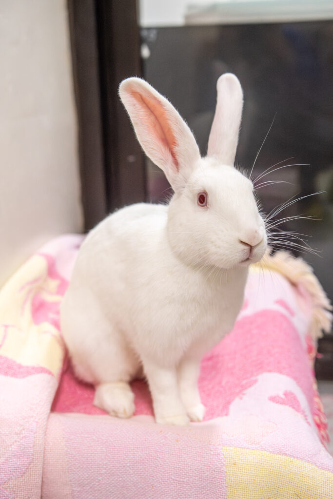 Fluff, the white rabbit who's telling you the five reasons rabbits make perfect pets, sits on a blanket