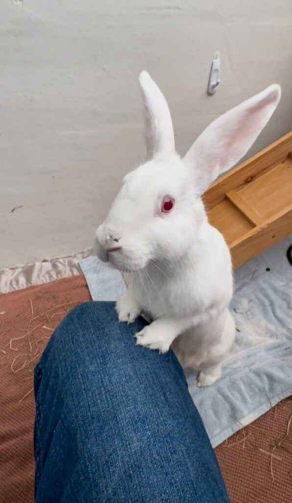 Fluff, the white rabbit who's telling you the five reasons rabbits make perfect pets, stands up on a persons leg.