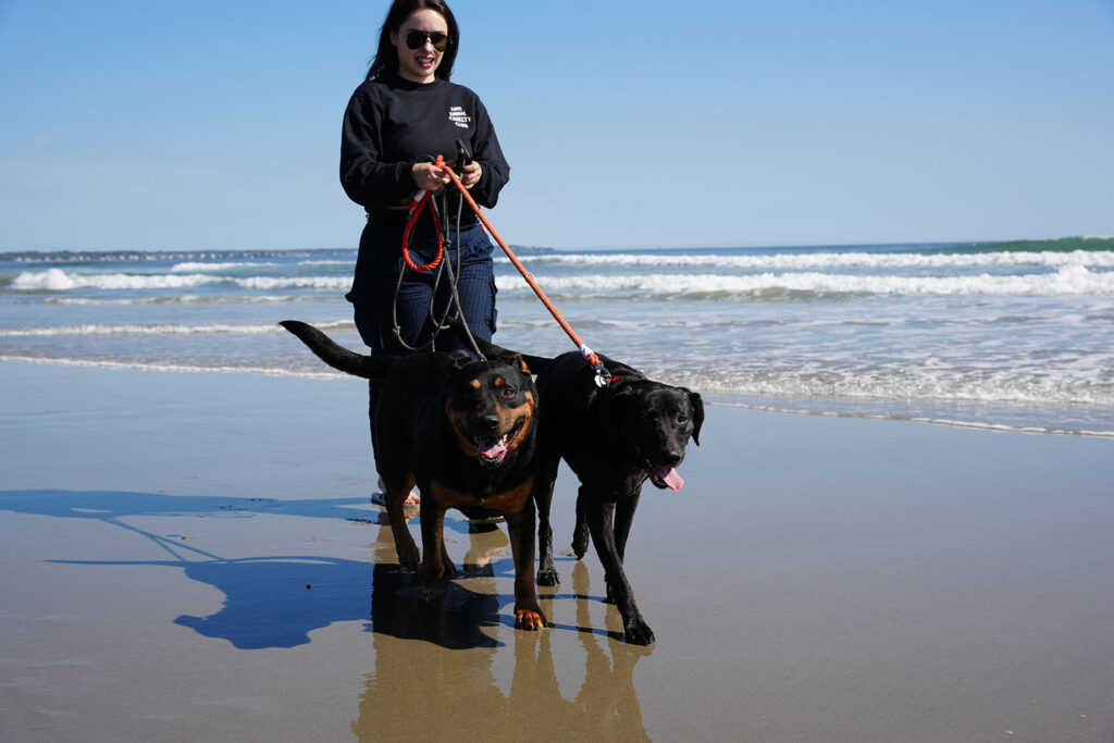 Cinder and Sammie, resident goofballs of AWS, walking on a beach with their dog date.