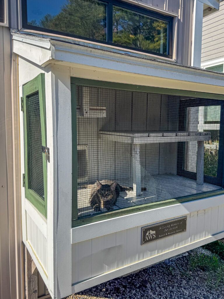Steve, a senior cat in his golden years, sprawls out in a catio at AWS.