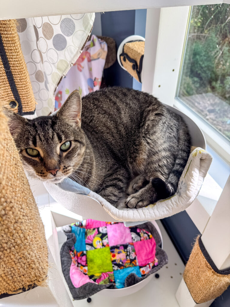 Steve, a senior cat in his golden years, curls up in his cat tree.