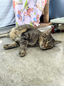 Steve, a senior cat in his golden years, relaxes and sprawls out on the floor.