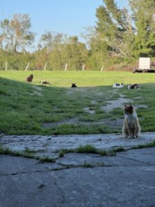 The outdoor space at Spirits Place, a feral cat colony.