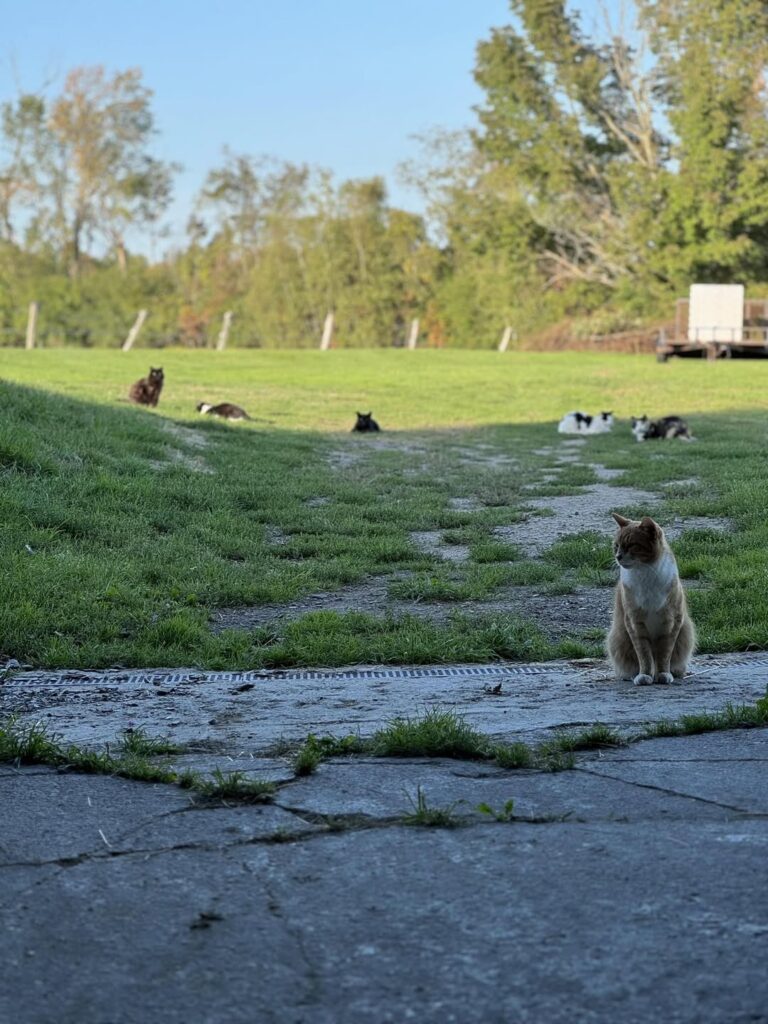 The outdoor space at Spirits Place, a feral cat colony.