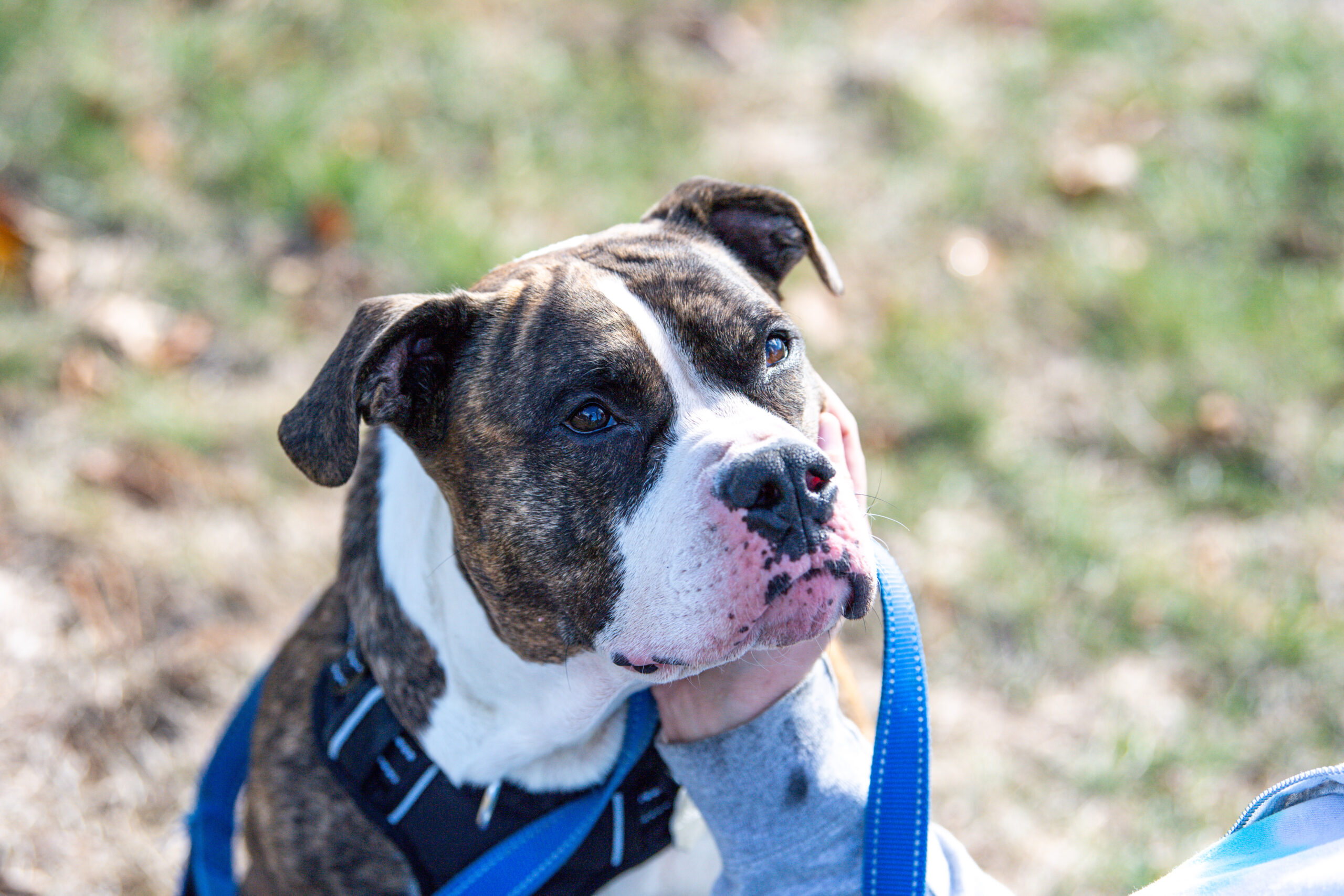 Daisy’s Holiday Safety Tips