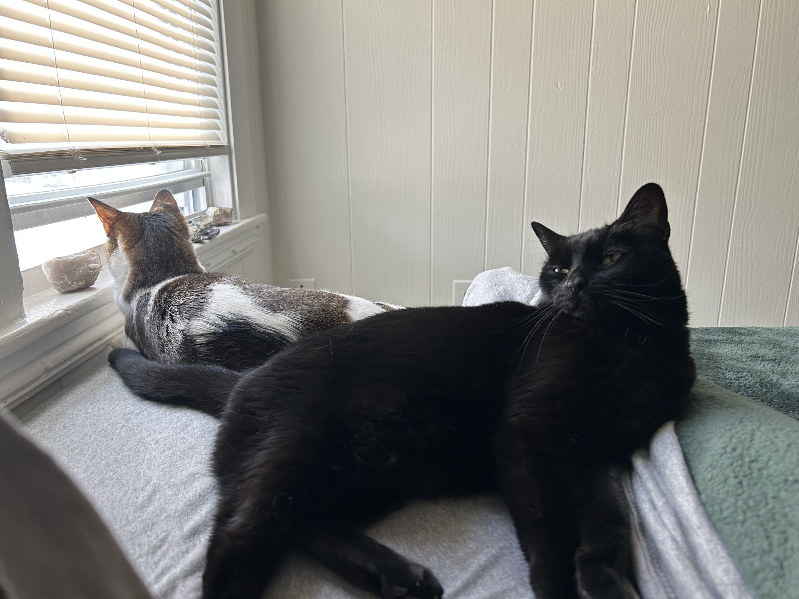 Bunny & Nala now Gertrude & Nala