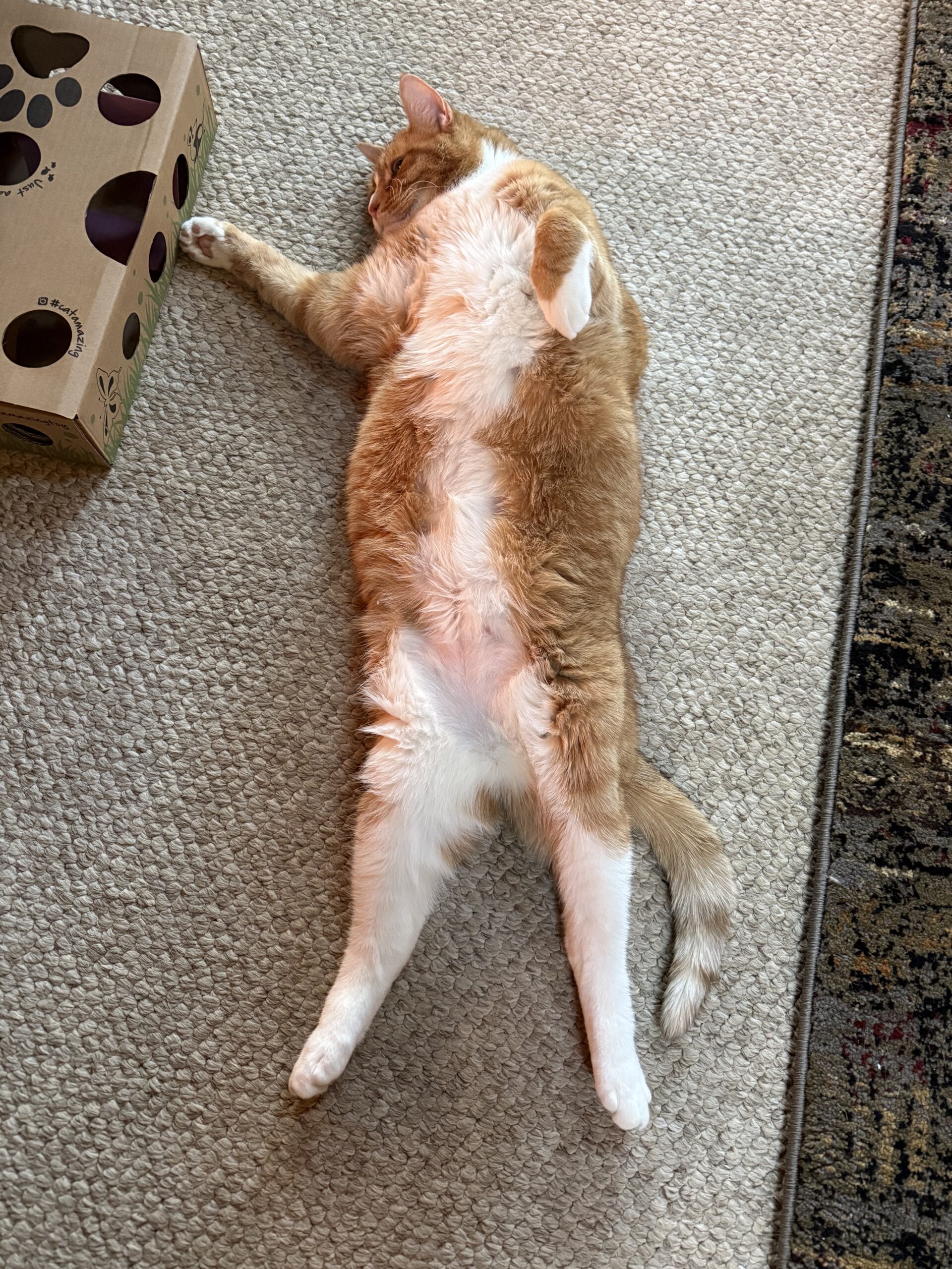 Marmalade now Jackson