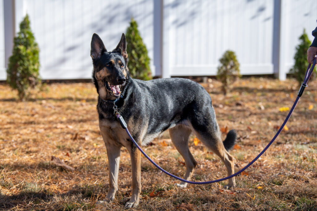 Kimber, a loyal dog who wants to be your sidekick, stands and smiles towards the camera.