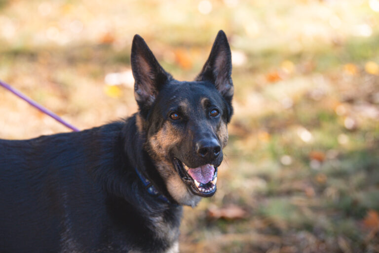 Kimber, a loyal dog who wants to be your sidekick, close up and smiling at the camera.