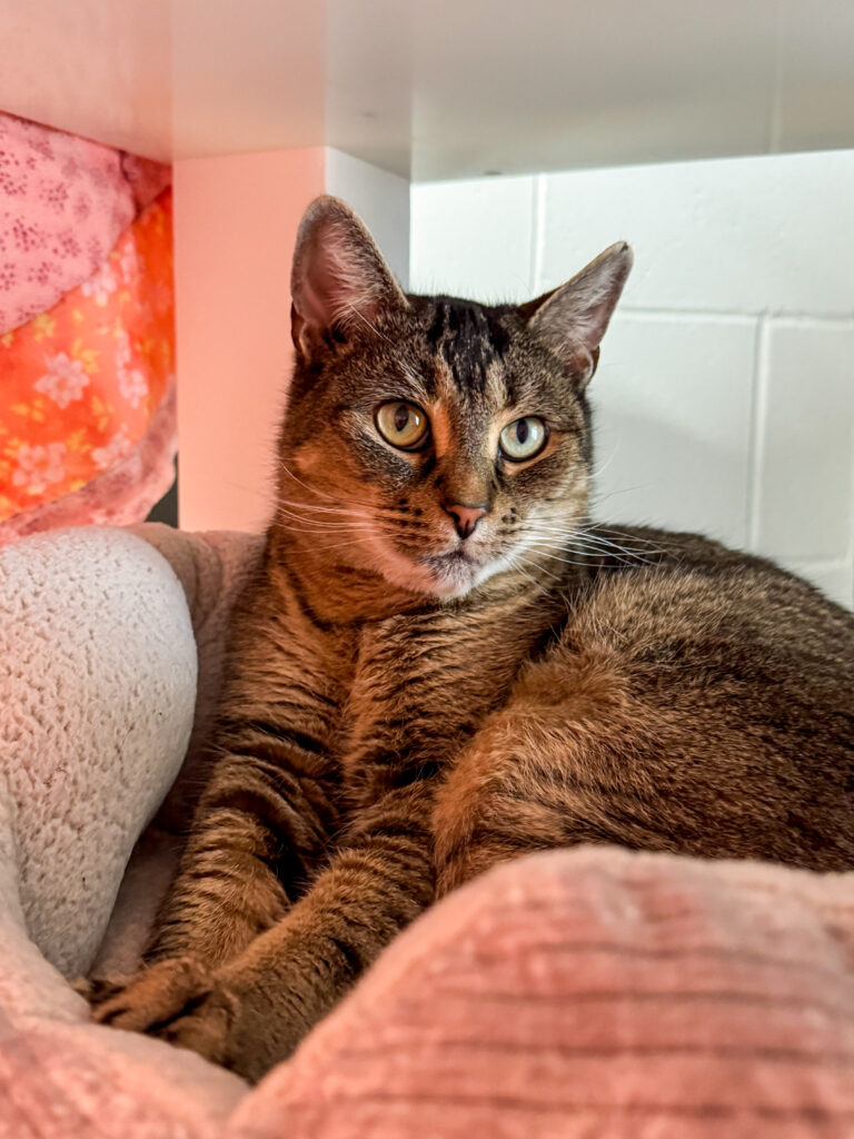 Lola the cat in her bed atop a cat tree where she enjoys Lola's love for naps!